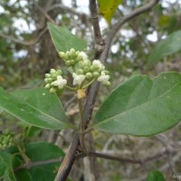 Gynochthodes umbellata (L.) Razafim. & B.Bremer